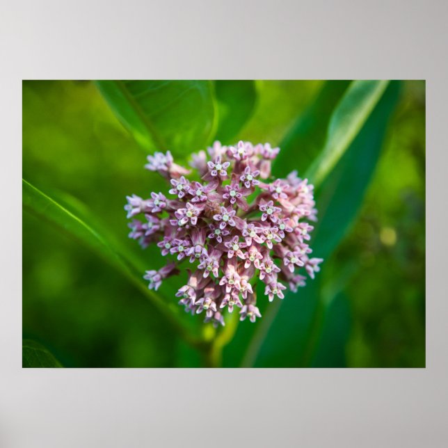 Milkweed — poster (Framsidan)