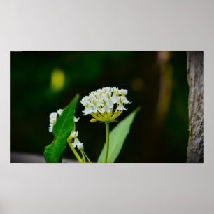 Milkweed Poster