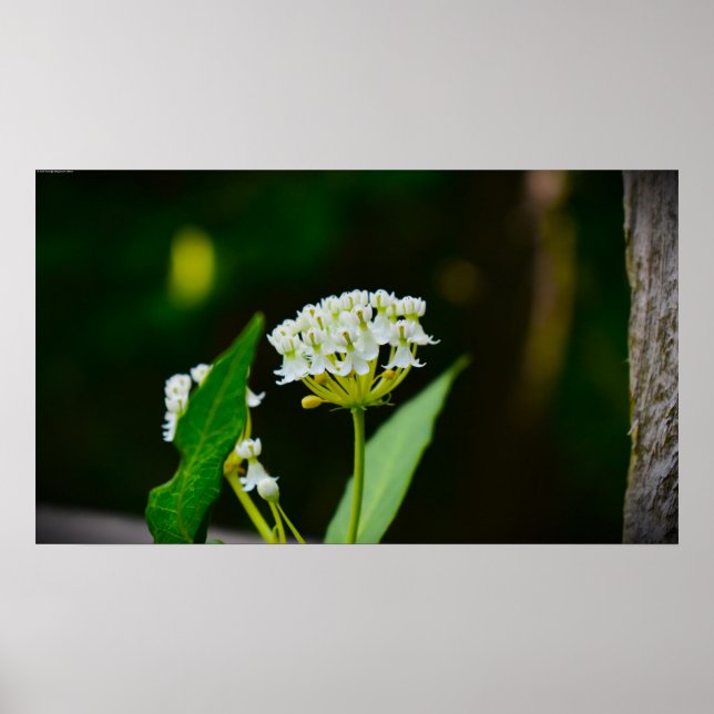 Milkweed Poster (Framsidan)