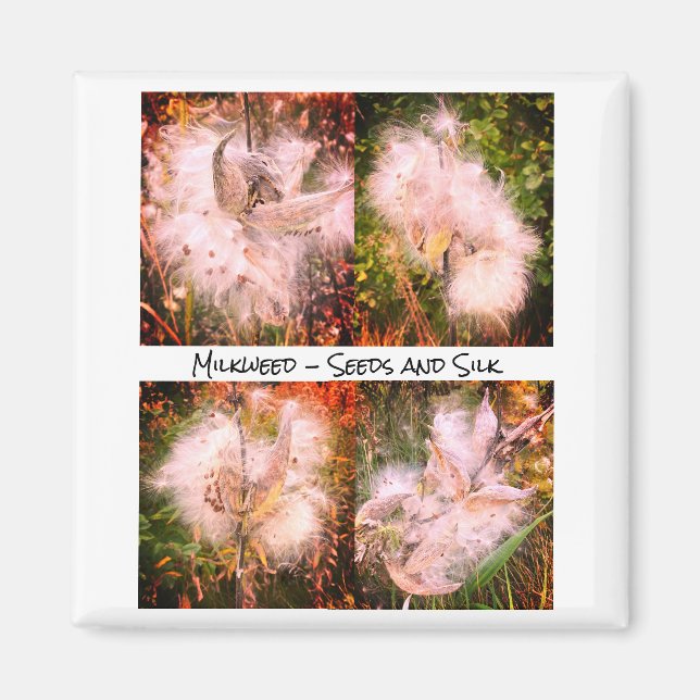 Milkweed | Sangria Magnet (Framsidan)