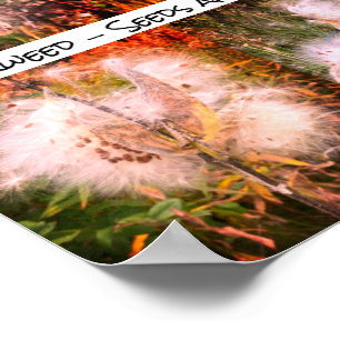 Milkweed Sangria Poster