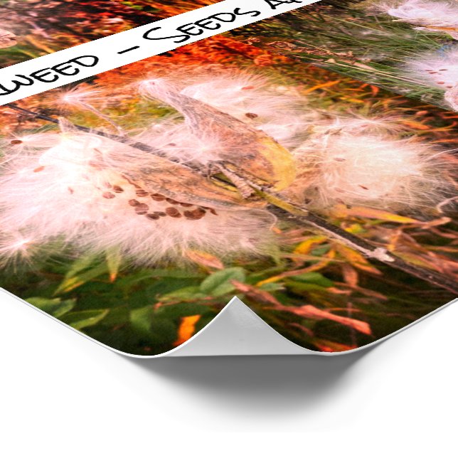 Milkweed | Sangria Poster (Hörn)