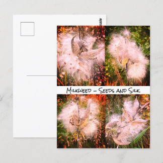 Milkweed | Sangria Vykort