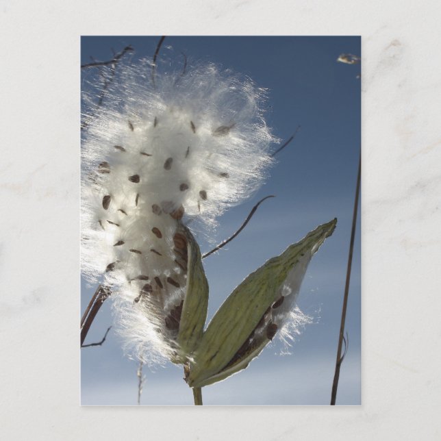 Milkweed Seed och Poder Vykort (Framsida)
