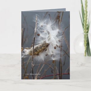 Milkweed Seeds Kort