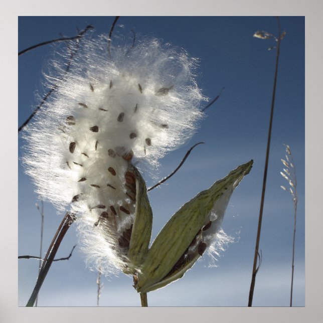 Milkweed Seeds och Poder Poster (Framsidan)