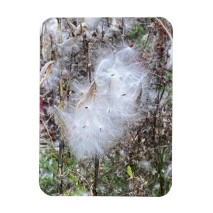 Milkweed Seeds och Silke Flexible Magnet