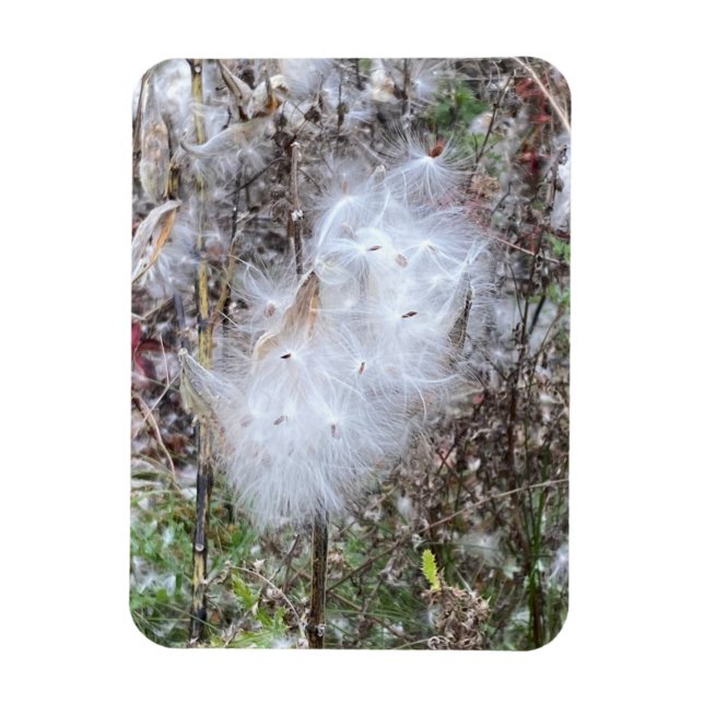 Milkweed Seeds och Silke Flexible Magnet (Vertikal)