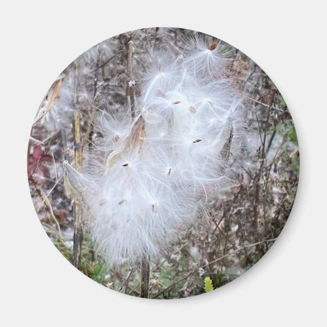 Milkweed Seeds och Silke Magnet (Framsidan)
