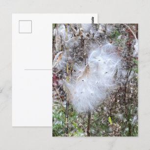 Milkweed Seeds och Silke Vykort