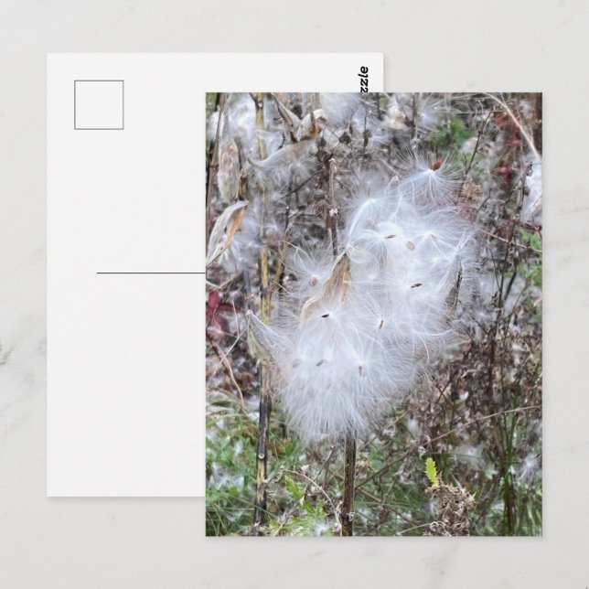 Milkweed Seeds och Silke Vykort (Fram/baksida)