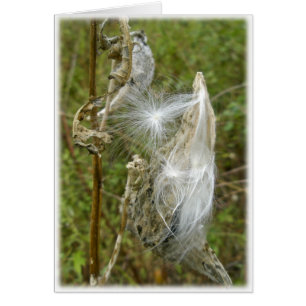 Milkweed Seeds samordnande föremål Hälsningskort