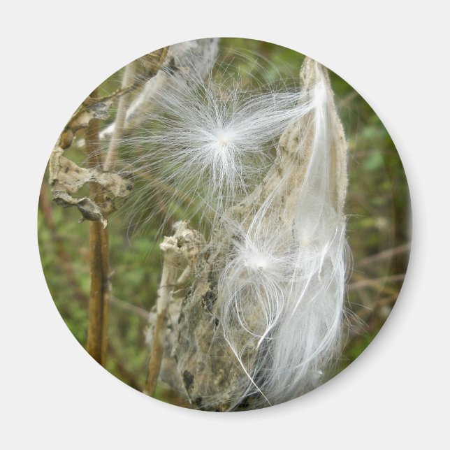 Milkweed Seeds samordnande föremål Magnet (Framsidan)