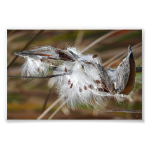 Milkweed väck som ska kärnas ur fototryck