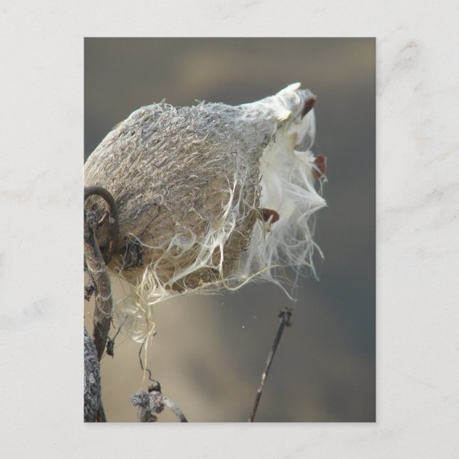 Milkweed Vykort (Framsida)