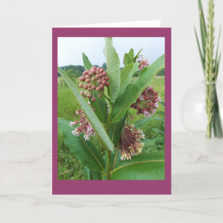 Milkweedblommor regnar in tomma Notecard Kort