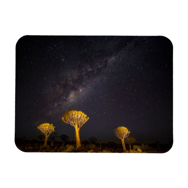 Milky Way Quiver Träd | Keetmanshoop Namibia Magnet (Horisontell)