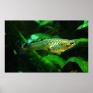 Millionfish eller Guppy Poecilia Reticulata Poster
