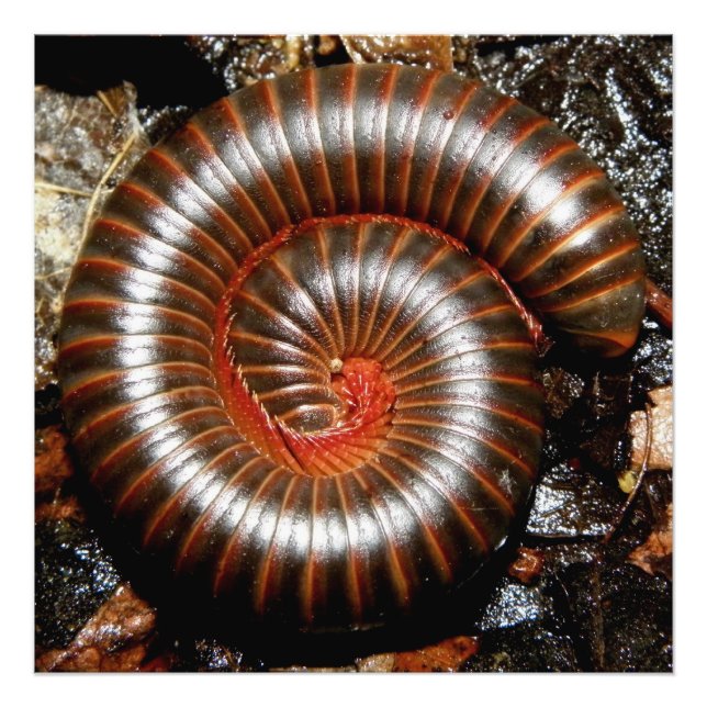 Millipede Spiral Fototryck (Framsidan)