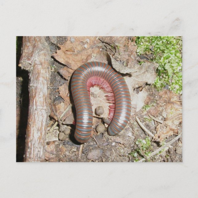 Millipede (Spirobolida-Narceus americanus) Vykort (Framsida)