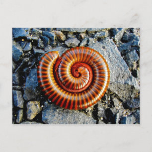 Millipede Trigoniulus Corallinus Curled Arthropod Vykort
