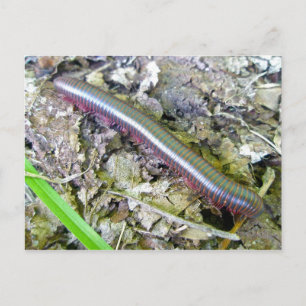 Millipede-vykort Vykort