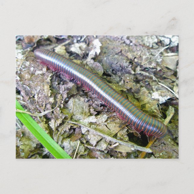 Millipede-vykort Vykort (Framsida)