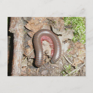 Millipede-vykort Vykort