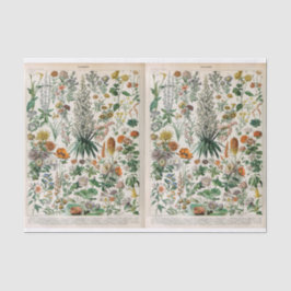 Millot Illustrations, botaniskt, decoupage