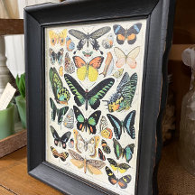 Millot Illustrations, Butterflies, Decoupage
