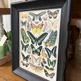 Millot Illustrations, Butterflies, Decoupage