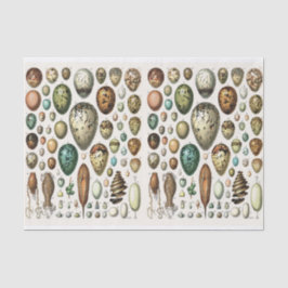 Millot Illustrations, Eggs, Decoupage