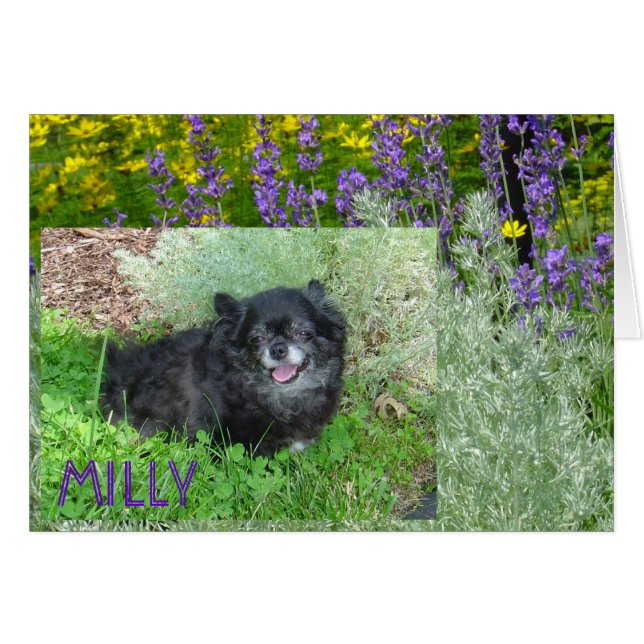 Millys kort (Framsidan Horizontal)