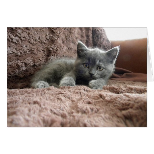 Milo Piddlewhiskers OBS Kort (Framsidan Horizontal)