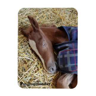 Milton måndag Magnet