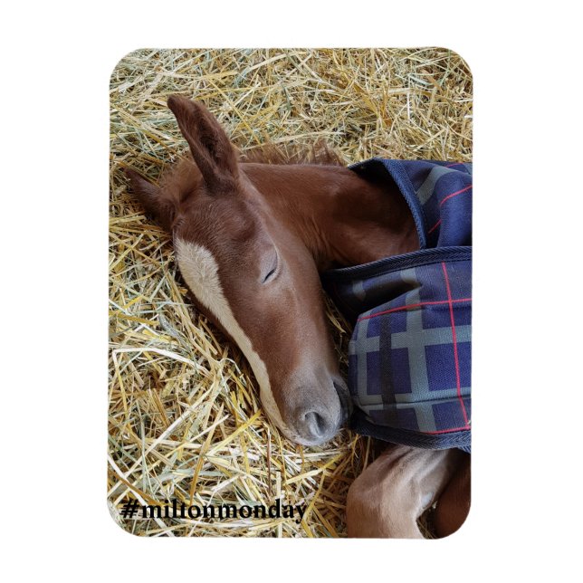 Milton måndag Magnet (Vertikal)