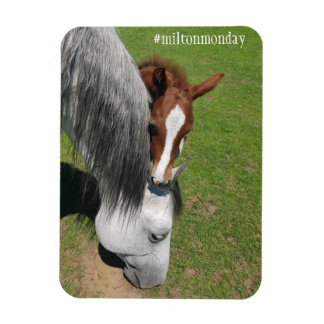 Milton måndag Magnet