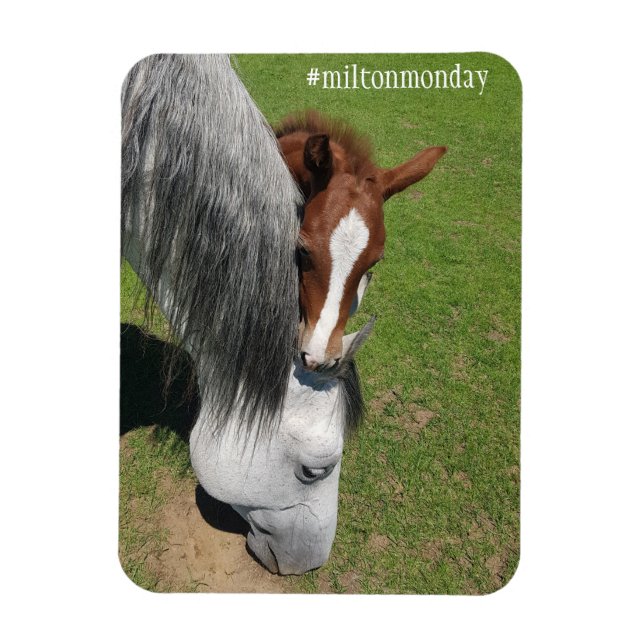 Milton måndag Magnet (Vertikal)