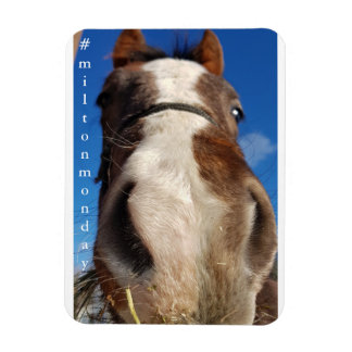 Milton måndag Magnet