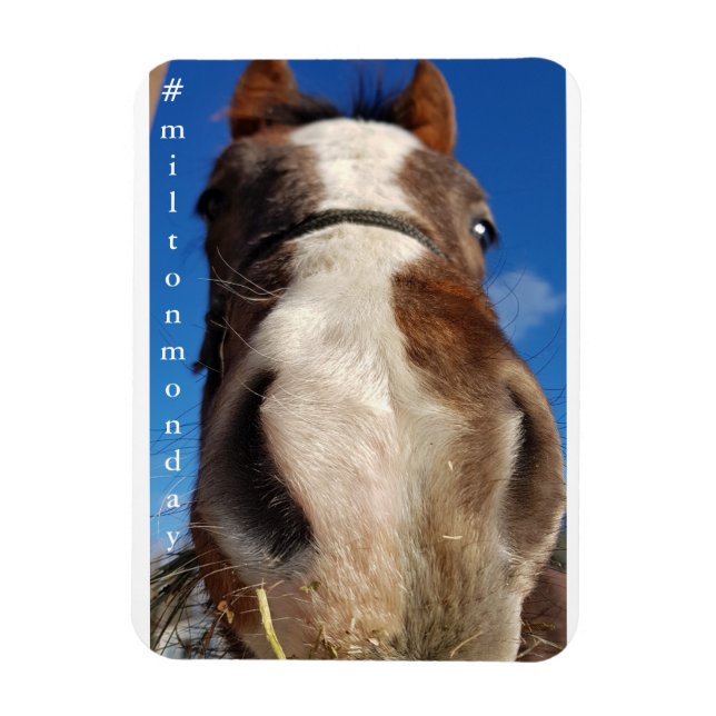 Milton måndag Magnet (Vertikal)