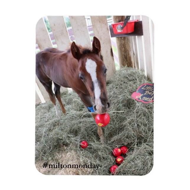 Milton måndag Magnet (Vertikal)