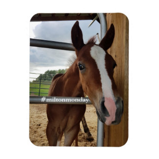 Milton måndag Magnet