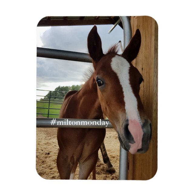 Milton måndag Magnet (Vertikal)