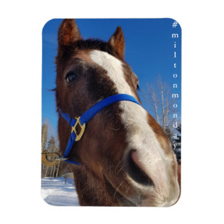 Milton måndag Magnet