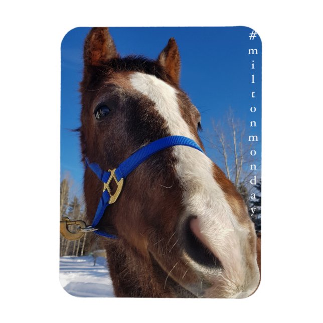 Milton måndag Magnet (Vertikal)