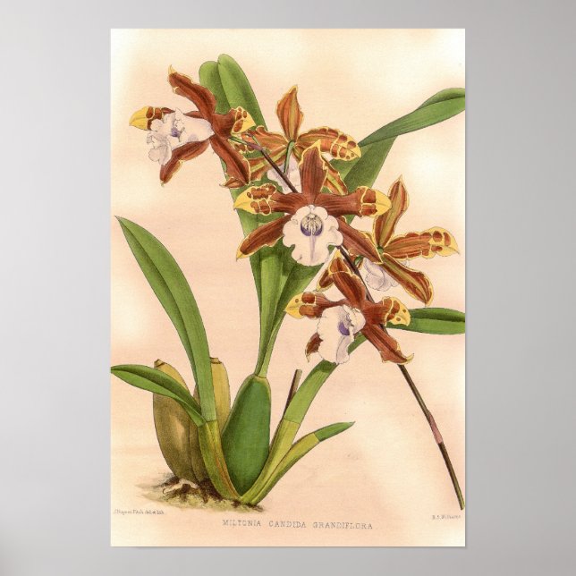 Miltonia candida Orchid Poster (Framsidan)