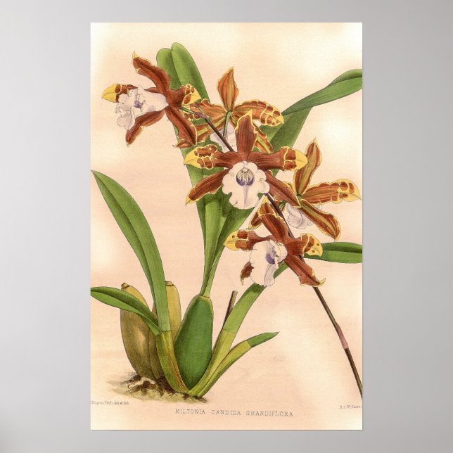 Miltonia candida Orkidé Poster (Framsidan)