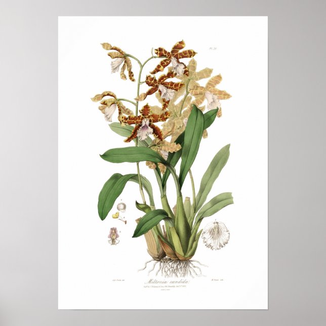 Miltonia candida poster (Framsidan)
