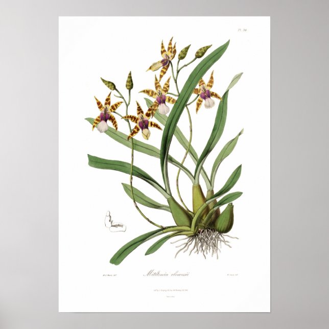 Miltonia clowesii. poster (Framsidan)