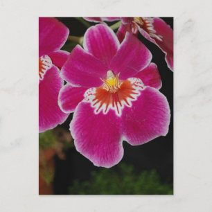 Miltonia Eros pansy orchid Vykort